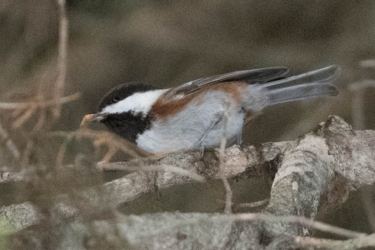 Chestnut-backed Chickadee - Steve Flood