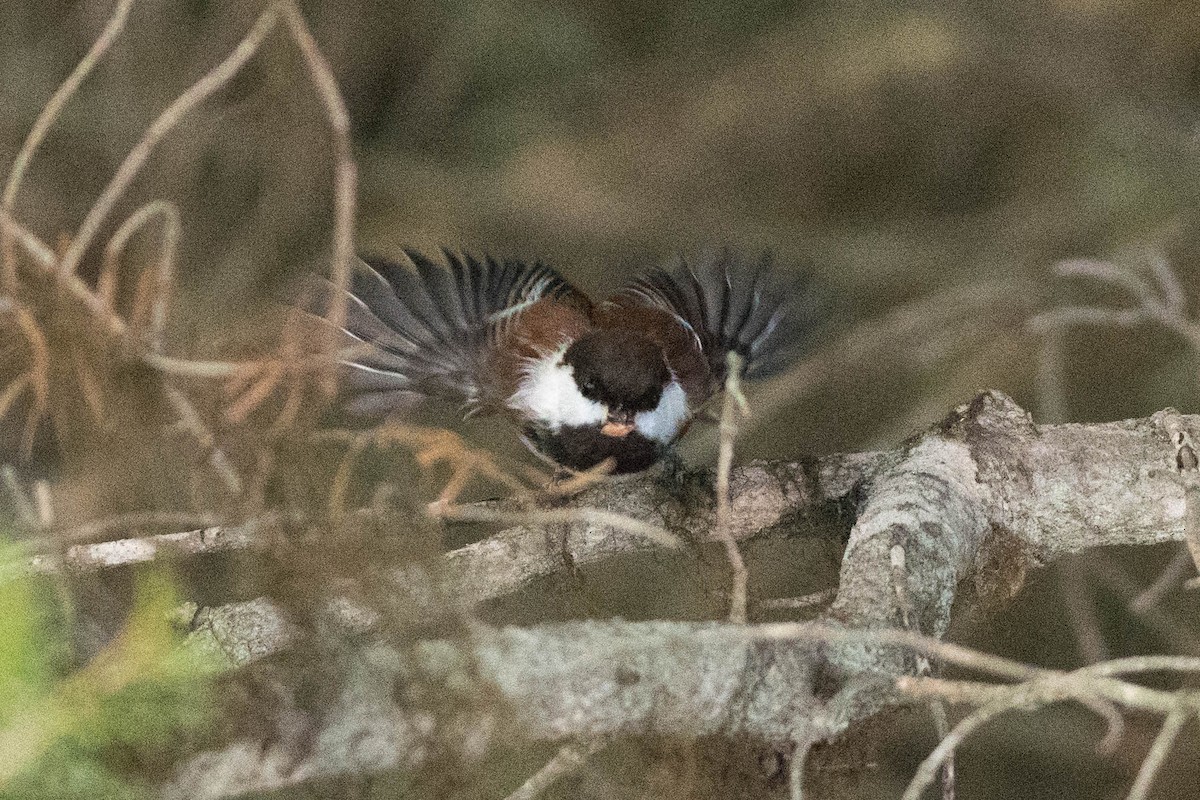 Chestnut-backed Chickadee - Steve Flood