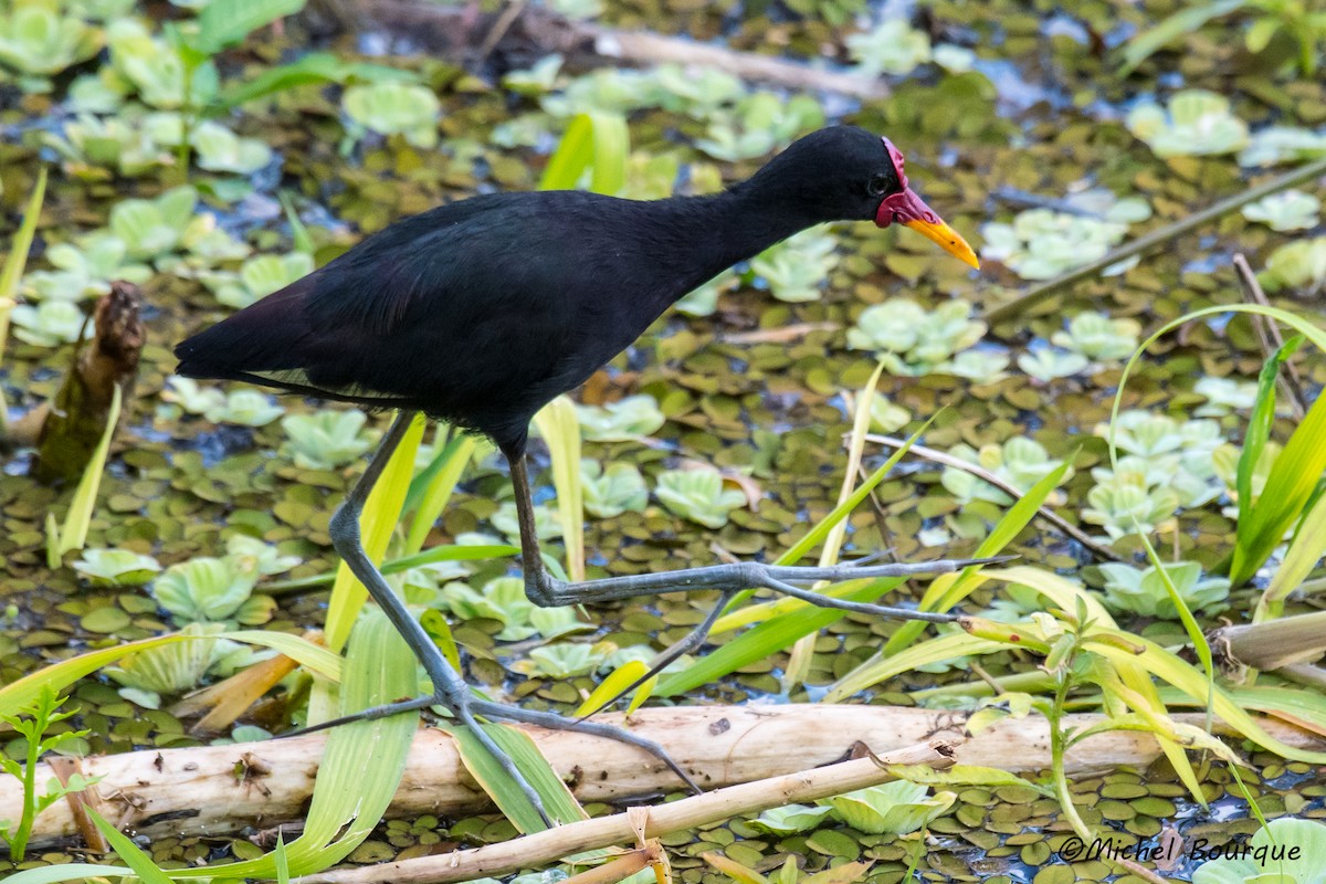 Wattled Jacana - ML137425831