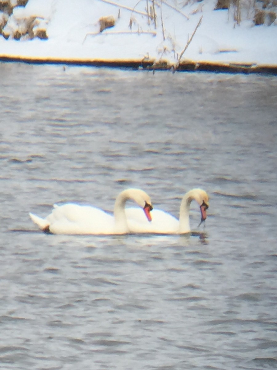 Mute Swan - ML137426311