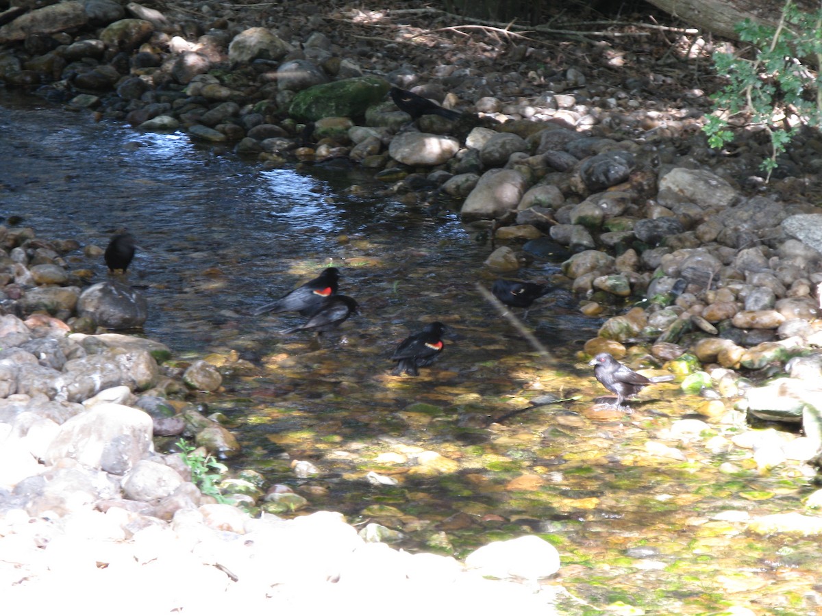 Red-winged Blackbird - ML137427211