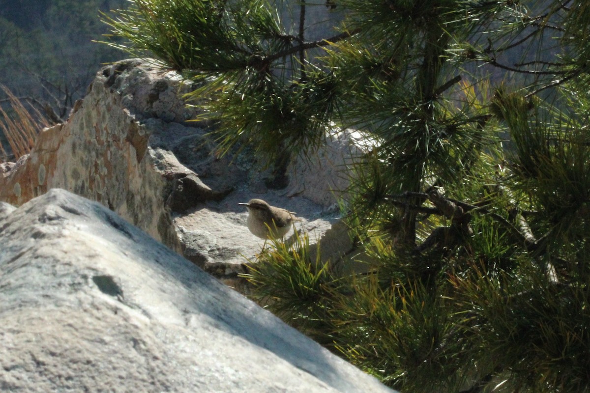 Rock Wren - ML137430911