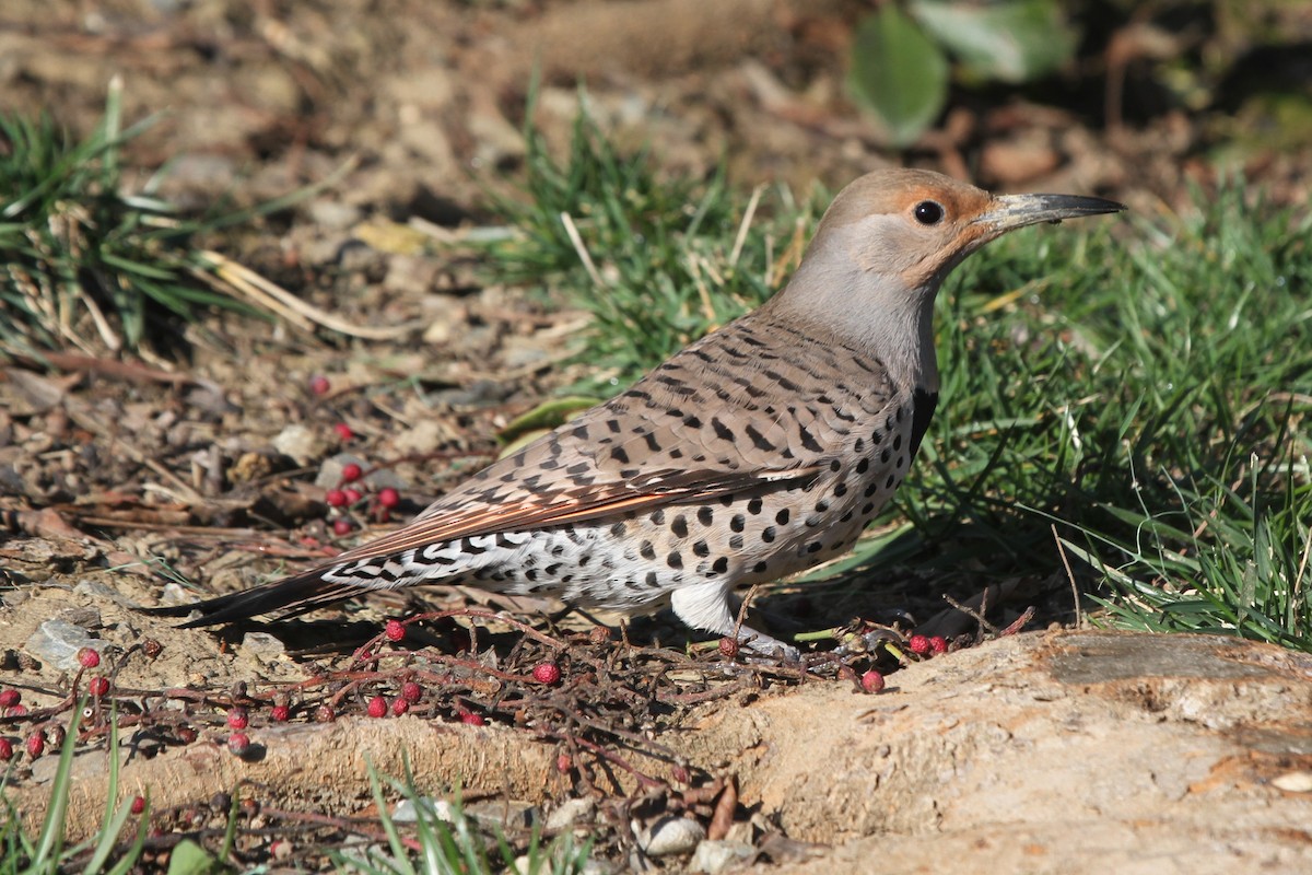 Northern Flicker (Red-shafted) - James (Jim) Holmes