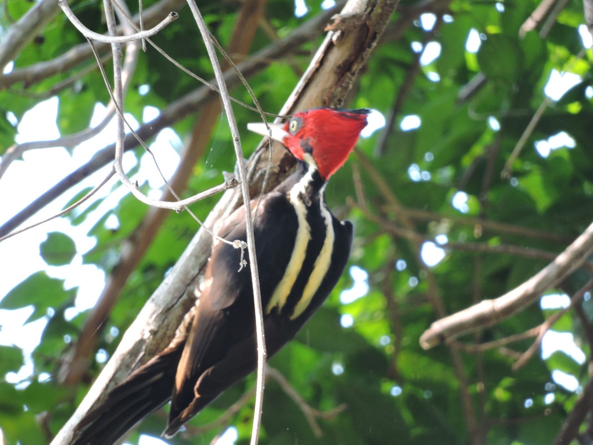 Pale-billed Woodpecker - ML137431711