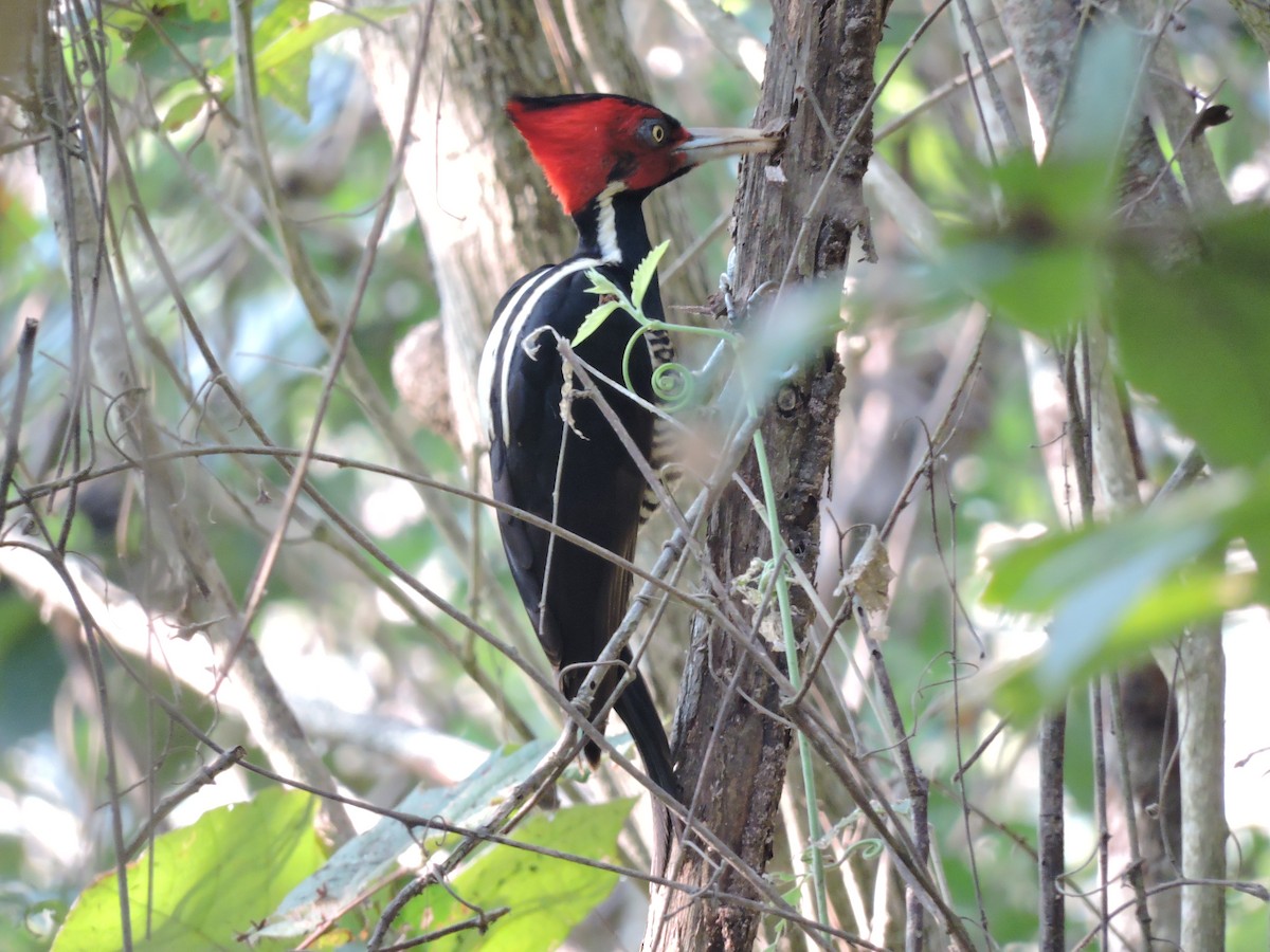 Pale-billed Woodpecker - ML137431721