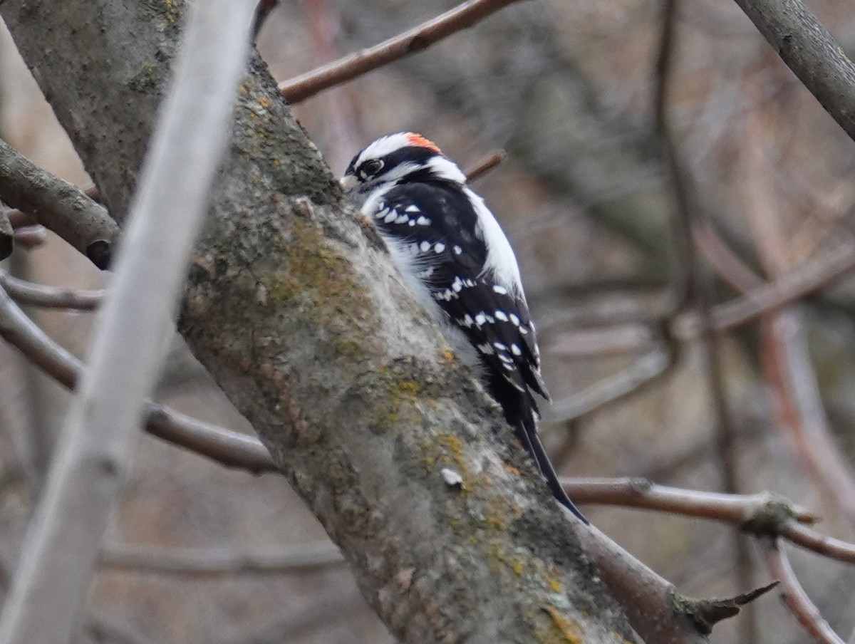 Downy Woodpecker - ML137432561