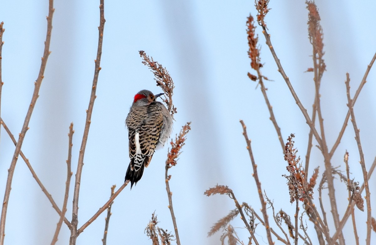 Northern Flicker - Paul Clifford