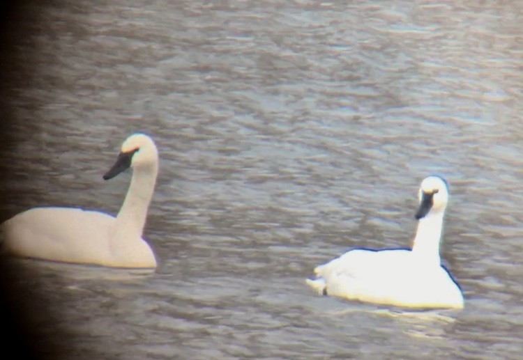 Trumpeter/Tundra Swan - Tim Cornish