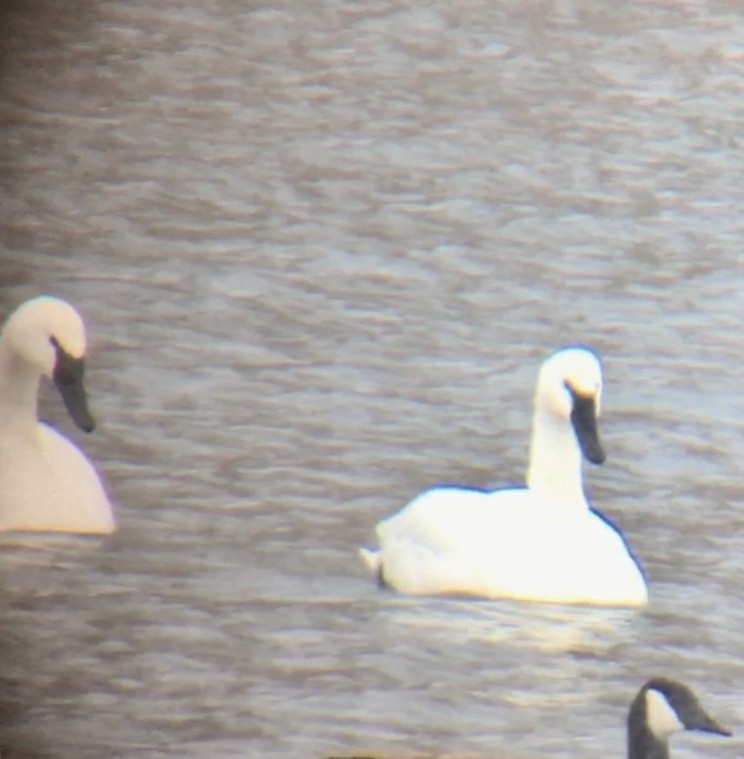 Trumpeter/Tundra Swan - ML137433421