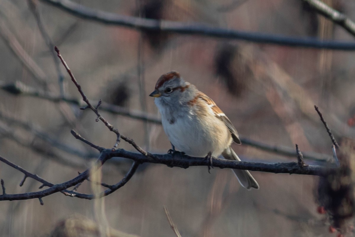 American Tree Sparrow - ML137437301