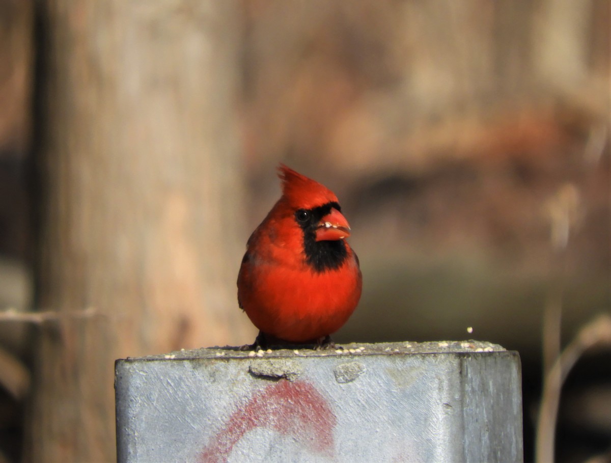 Northern Cardinal - ML137438761