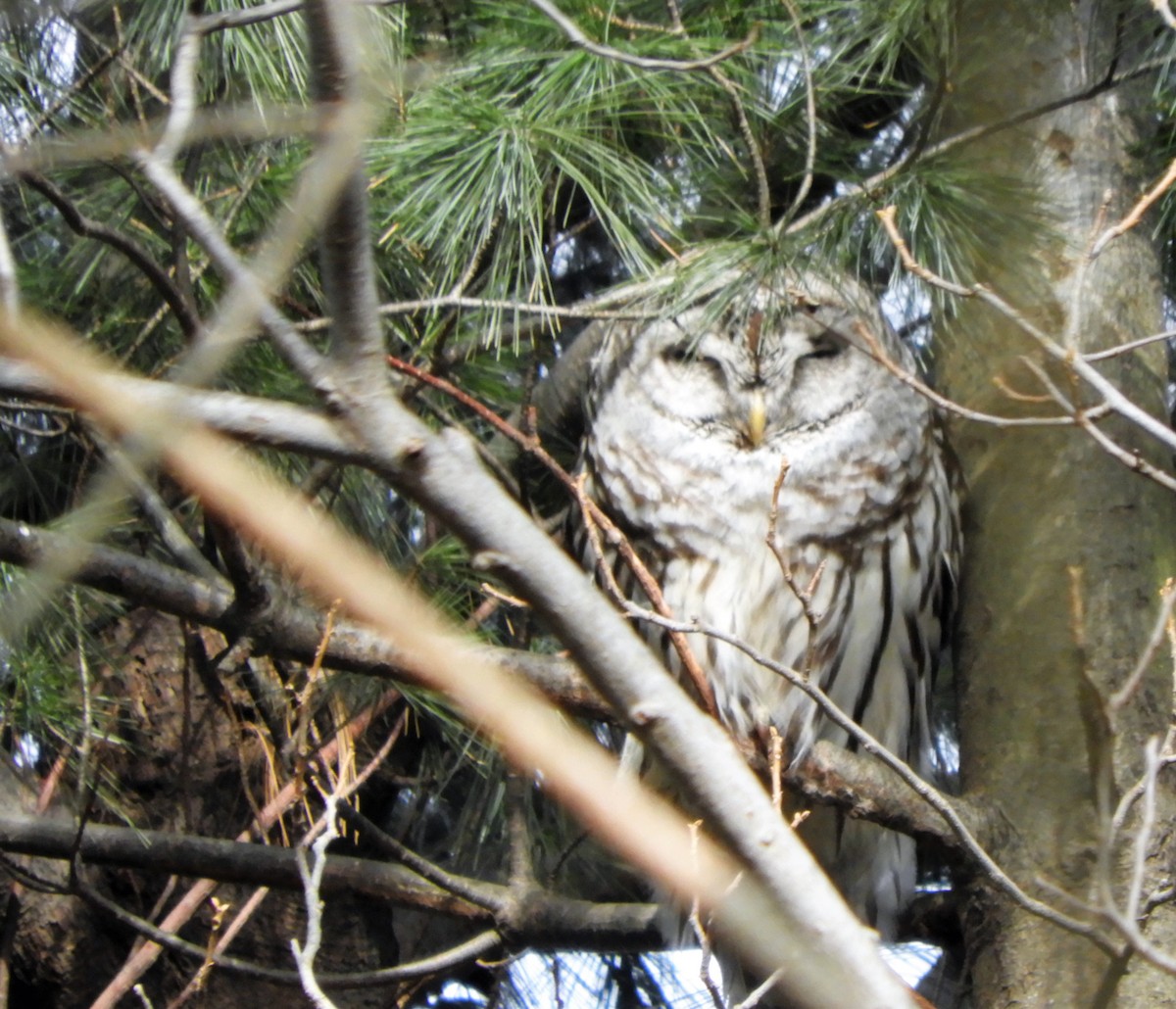 Barred Owl - ML137439121
