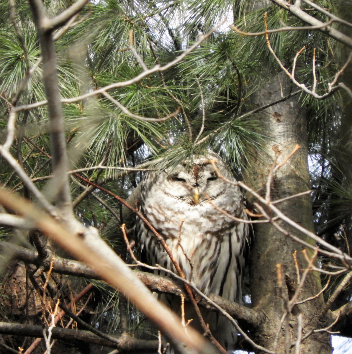 Barred Owl - ML137439191