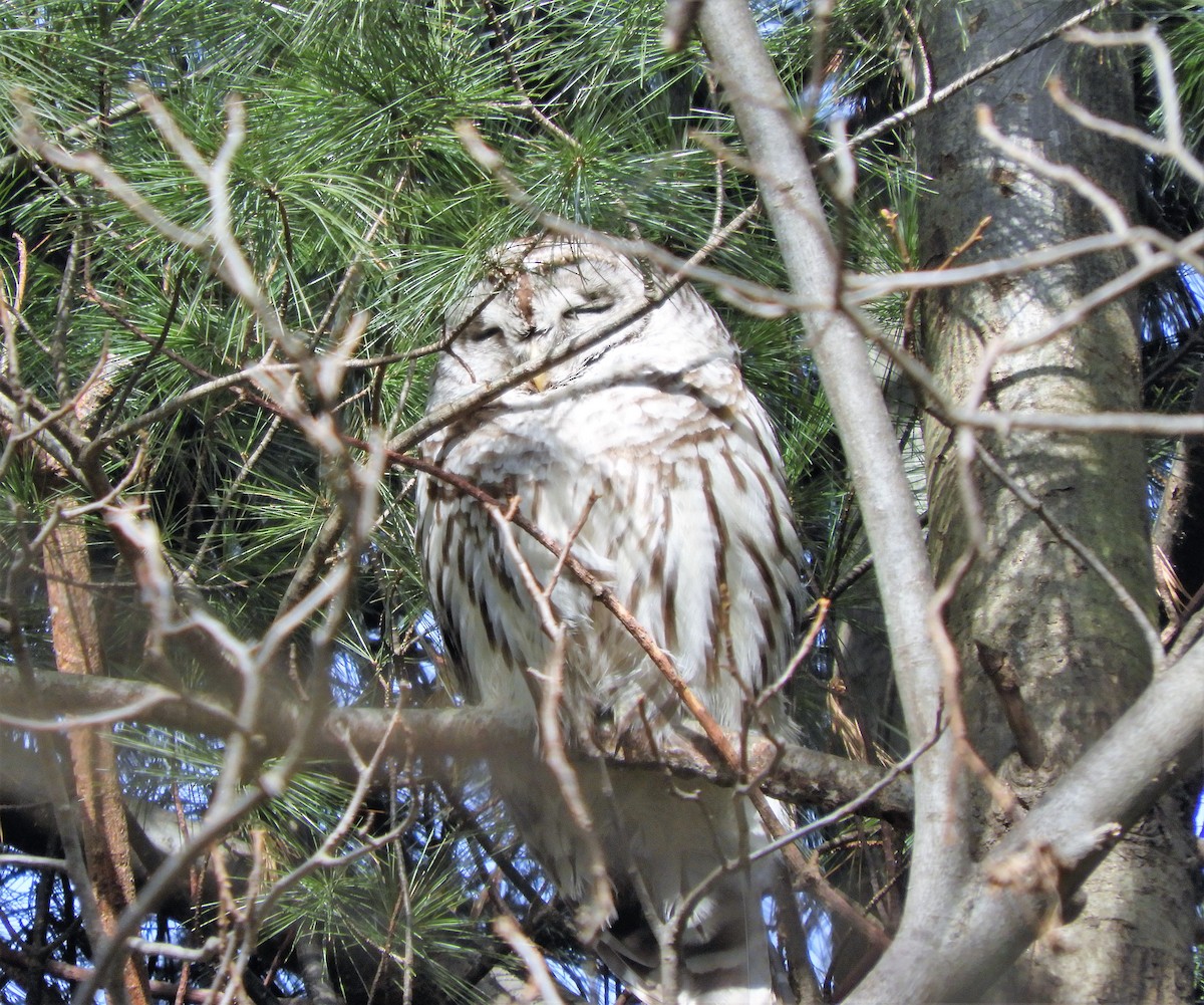 Barred Owl - ML137439211
