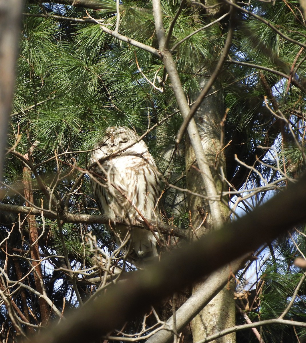 Barred Owl - ML137439221