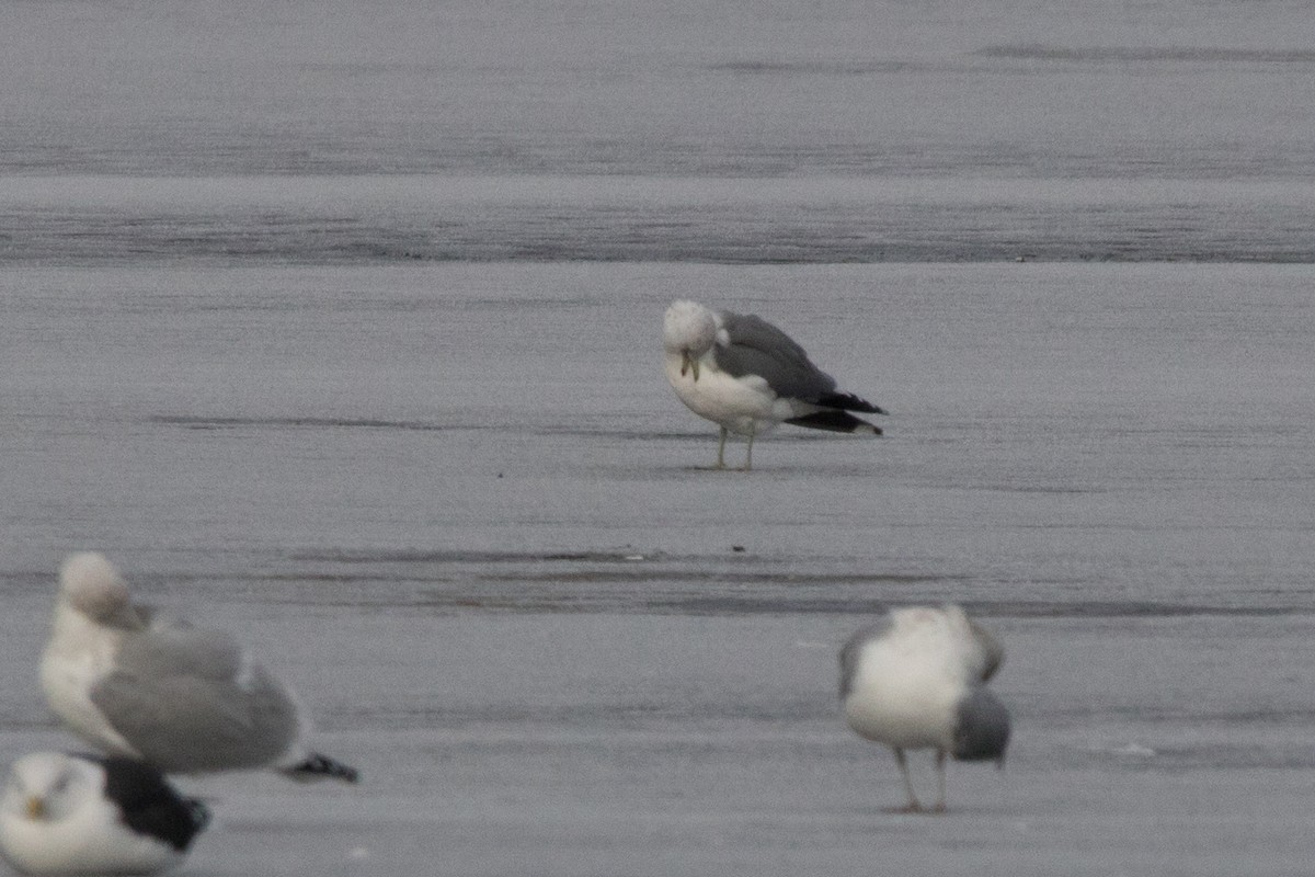 Gaviota Californiana - ML137439701