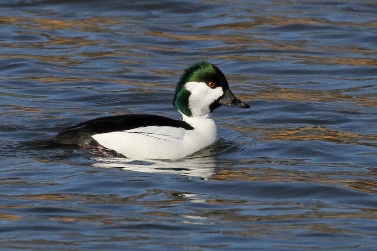 Bufflehead x Common Goldeneye (hybrid) - Jeffrey Offermann