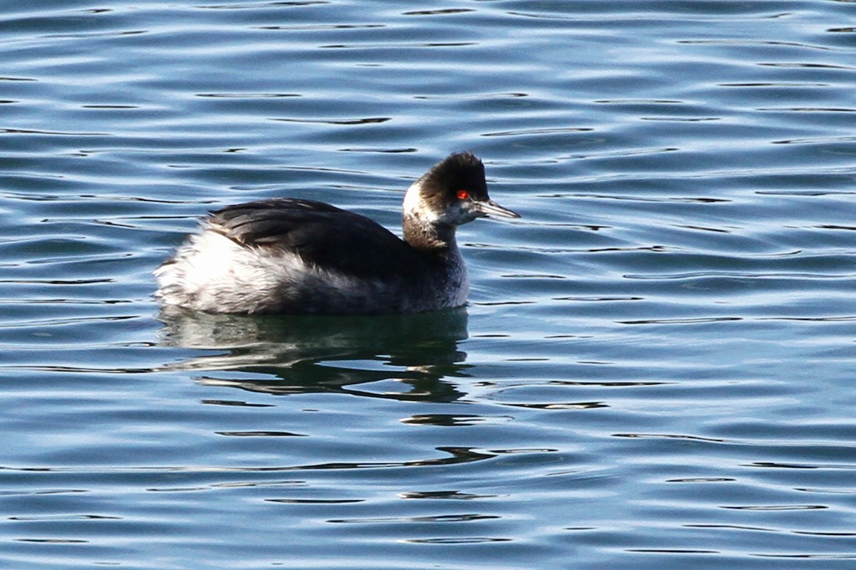 Eared Grebe - Jeffrey Offermann