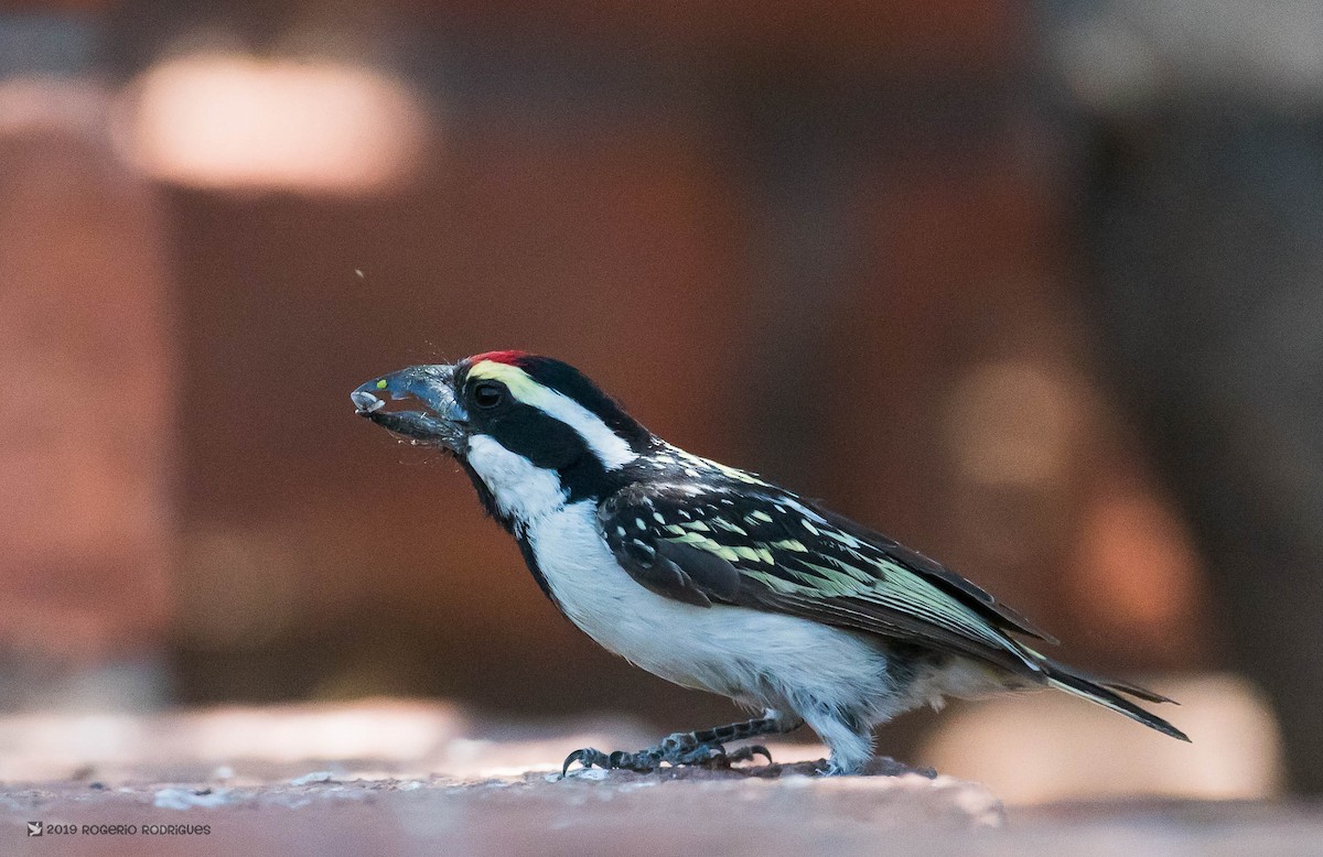 Pied Barbet - ML137442141