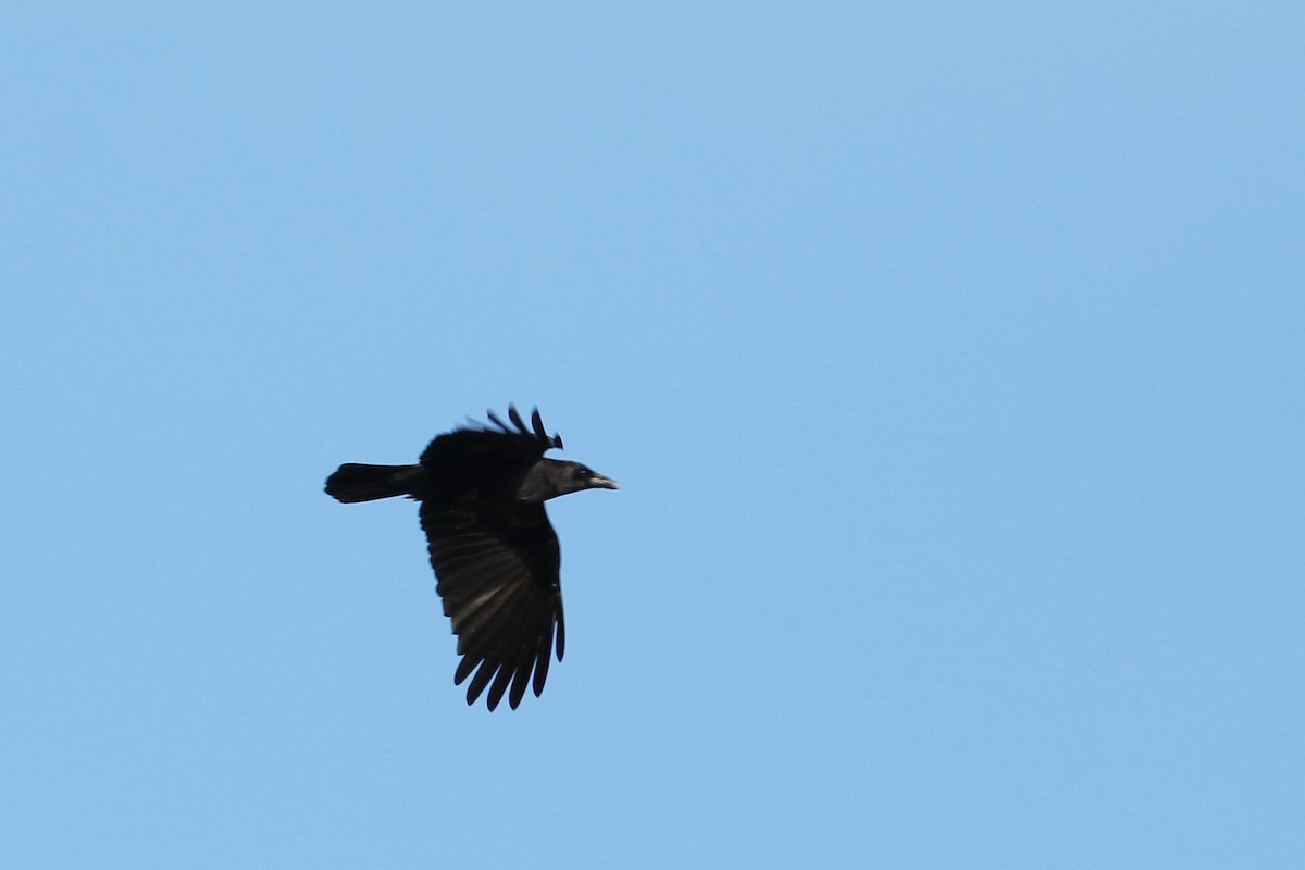 American Crow - ML137443981