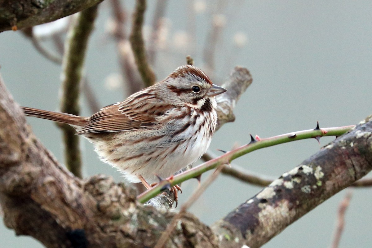 Song Sparrow - ML137444231