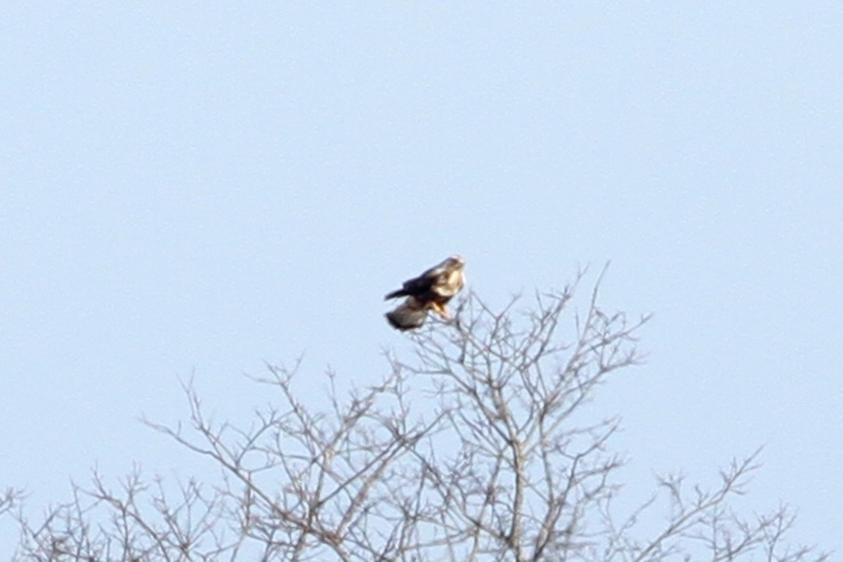 Rough-legged Hawk - ML137444791