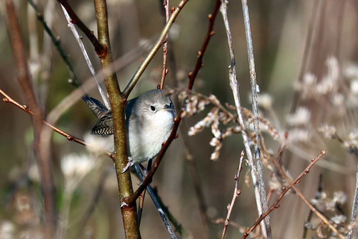 House Wren - Colin Sumrall