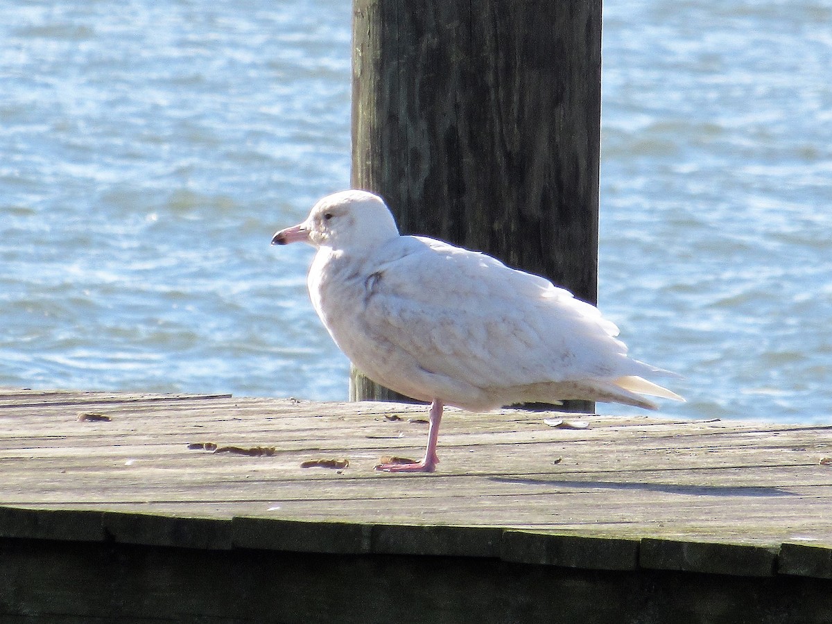 Glaucous Gull - ML137447161