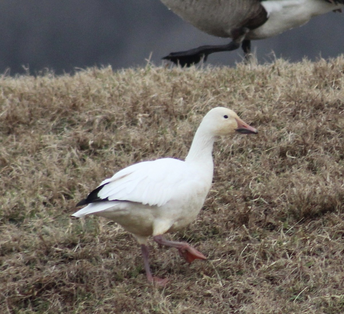 Snow Goose - Michael Plauché