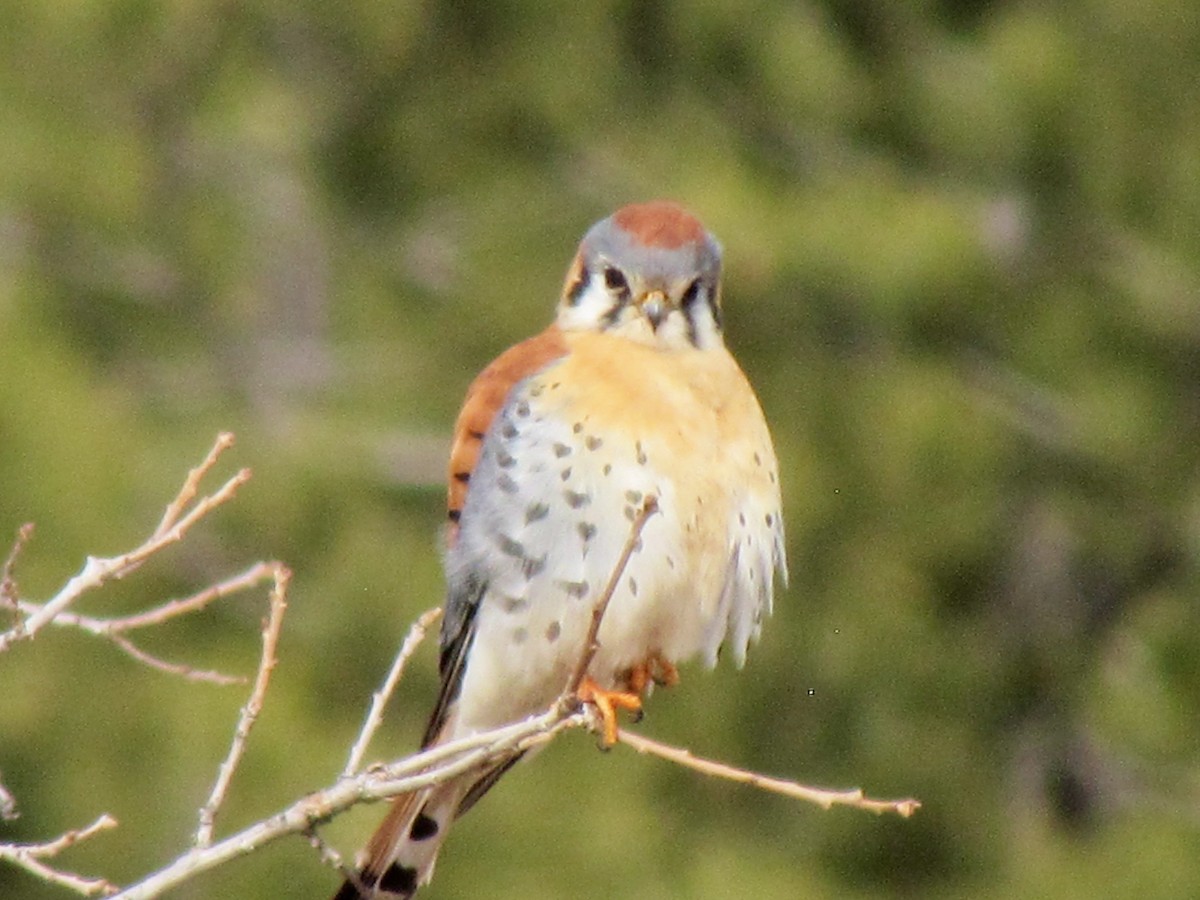 American Kestrel - Tanja Britton