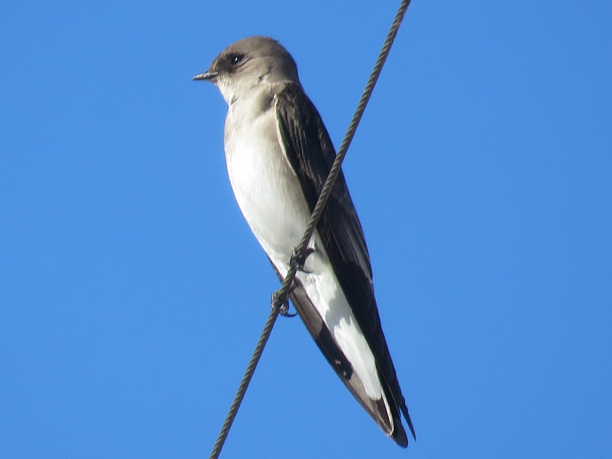 Northern Rough-winged Swallow - ML137448251