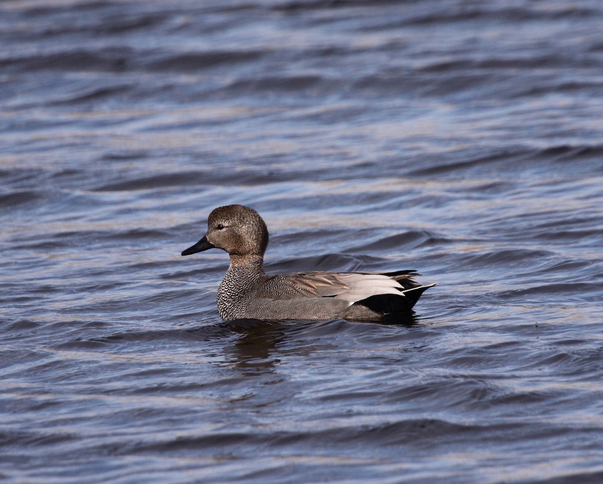 Gadwall - ML137449051