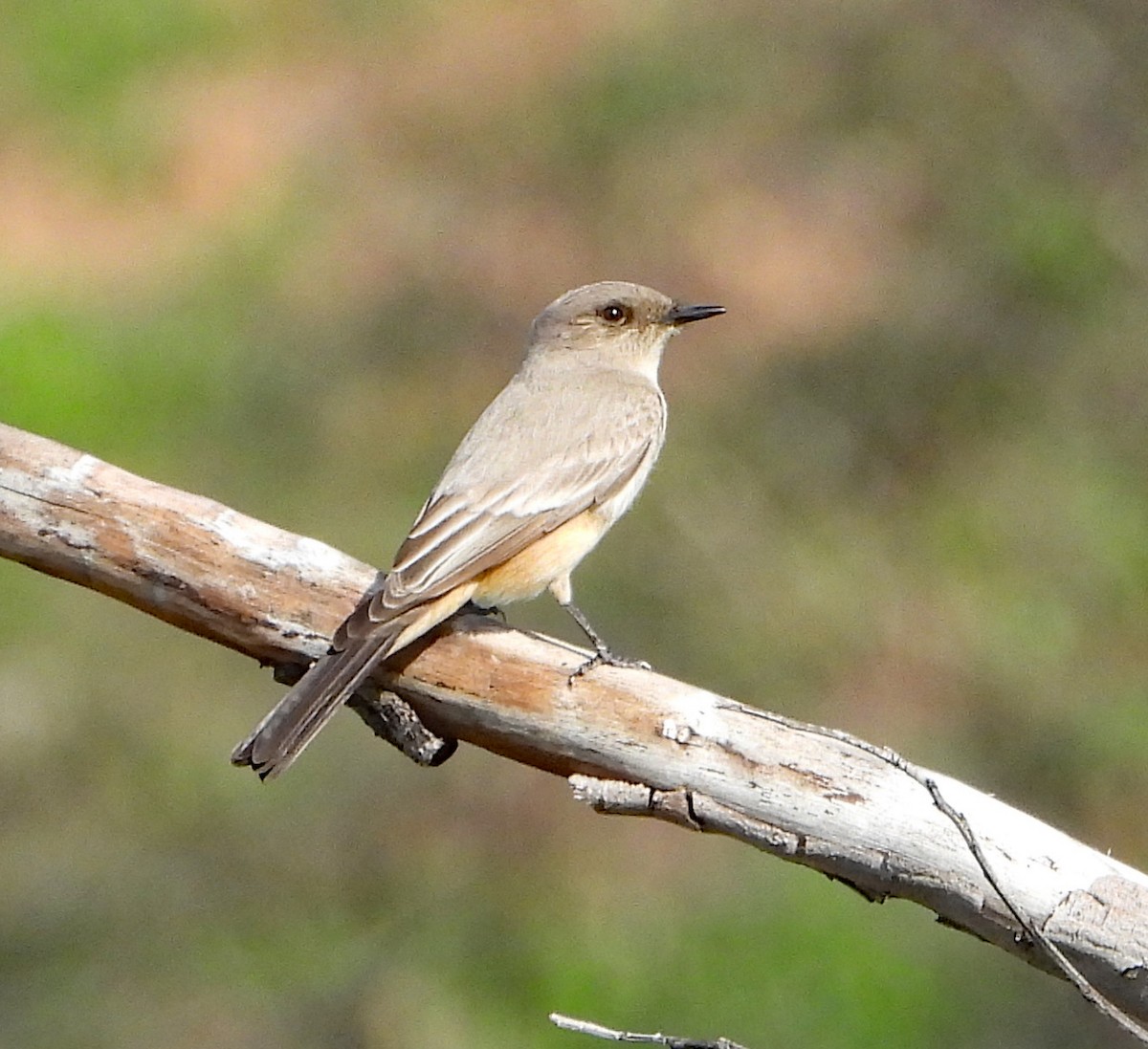 Say's Phoebe - Linda Thomas