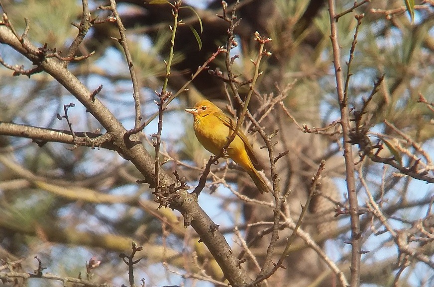 Summer Tanager - ML137452211