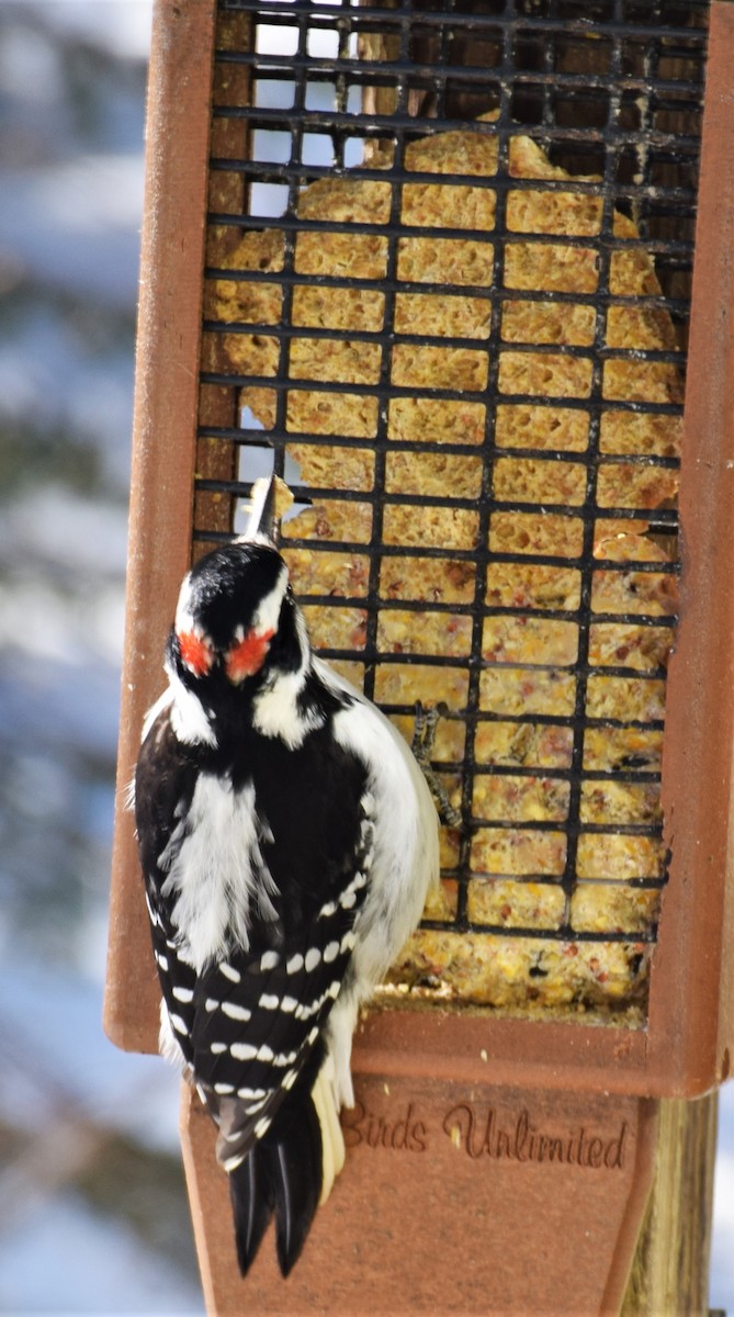 Hairy Woodpecker - Ken Milender