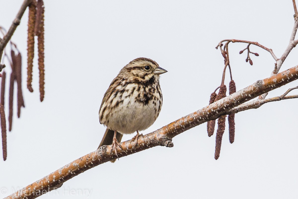 Song Sparrow - ML137456341