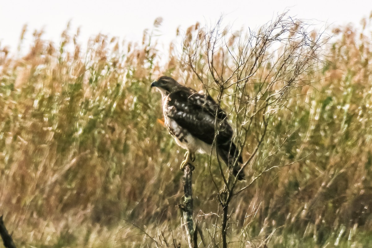 Red-tailed Hawk - graichen & recer