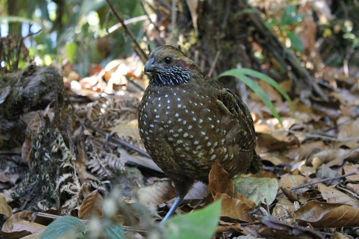 Spotted Wood-Quail - ML137459511