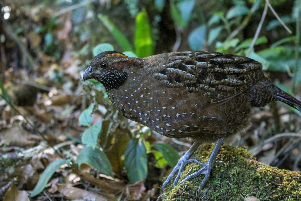 Spotted Wood-Quail - ML137459561