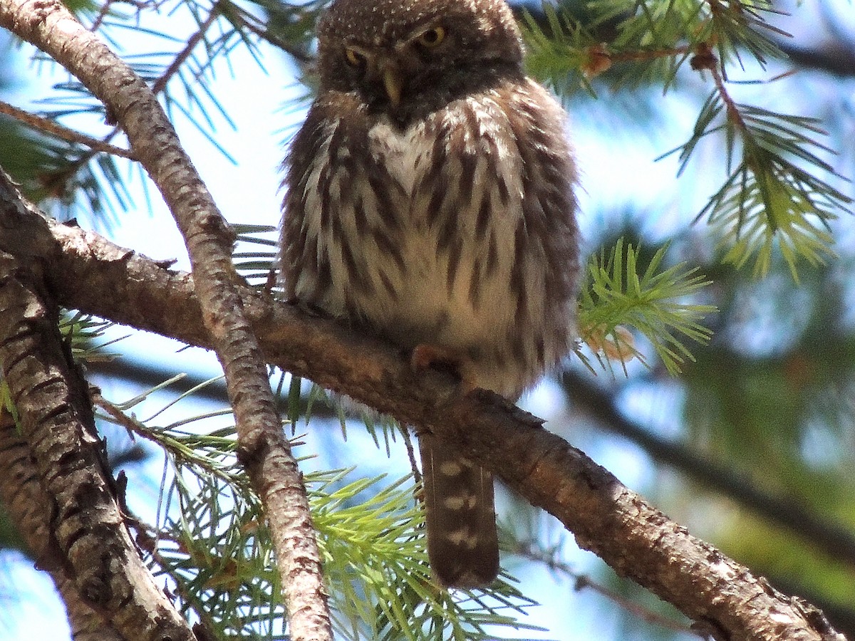 Northern Pygmy-Owl - ML137460901