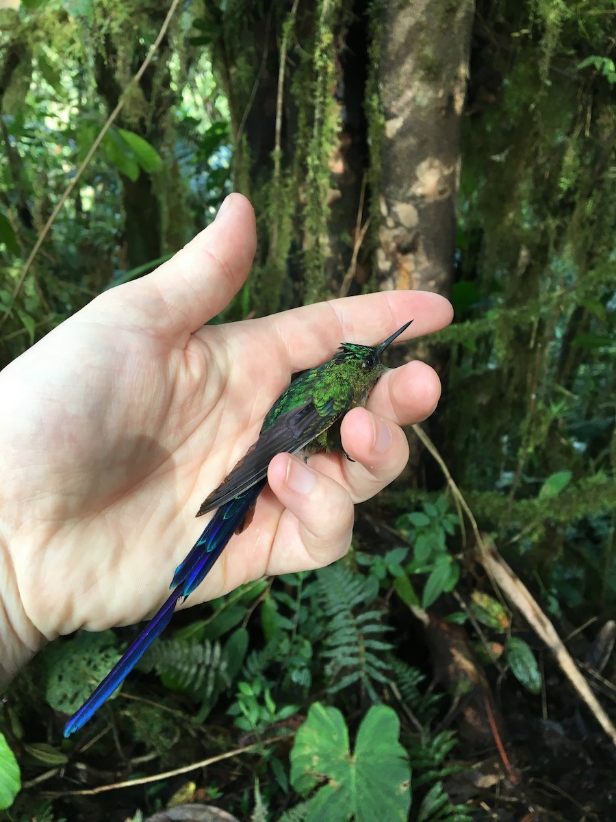 Violet-tailed Sylph - Donald Jones