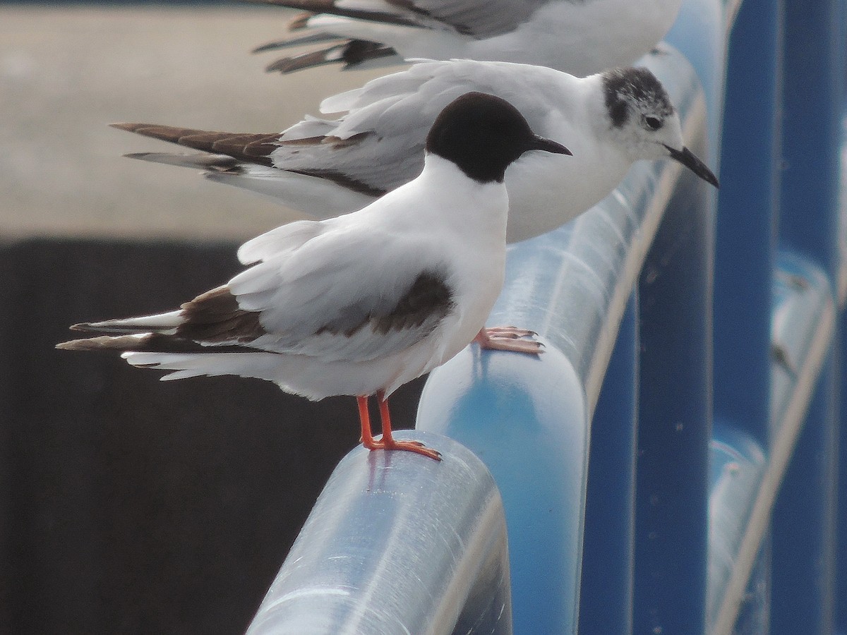 Little Gull - Doug Stratton