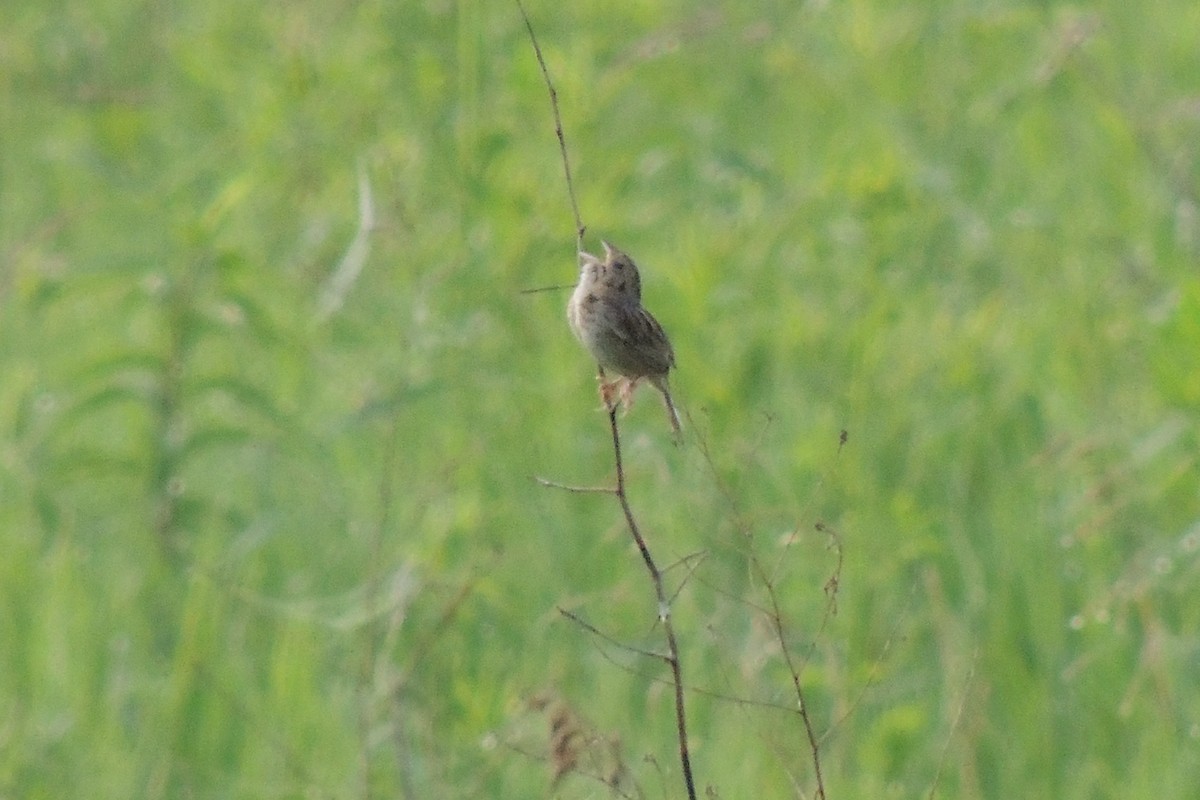 Henslow's Sparrow - ML137461631