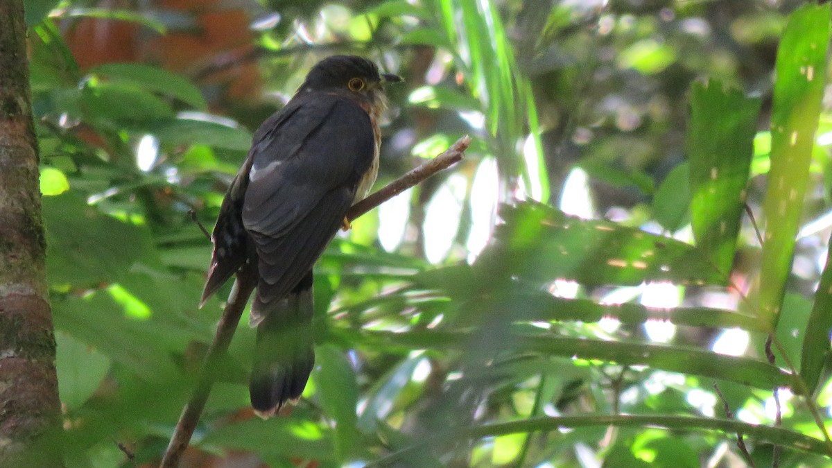 Hodgson's Hawk-Cuckoo - Tim Forrester