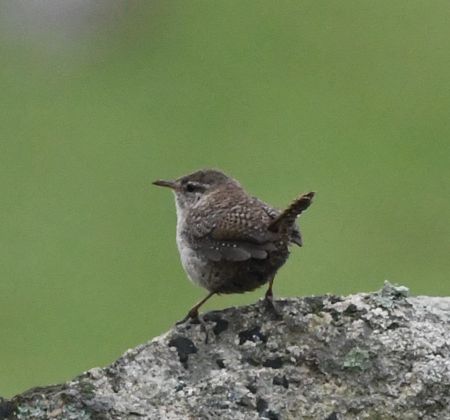 Eurasian Wren (St. Kilda) - ML137461951