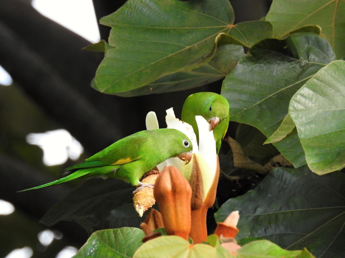 Yellow-chevroned Parakeet - ML137463351