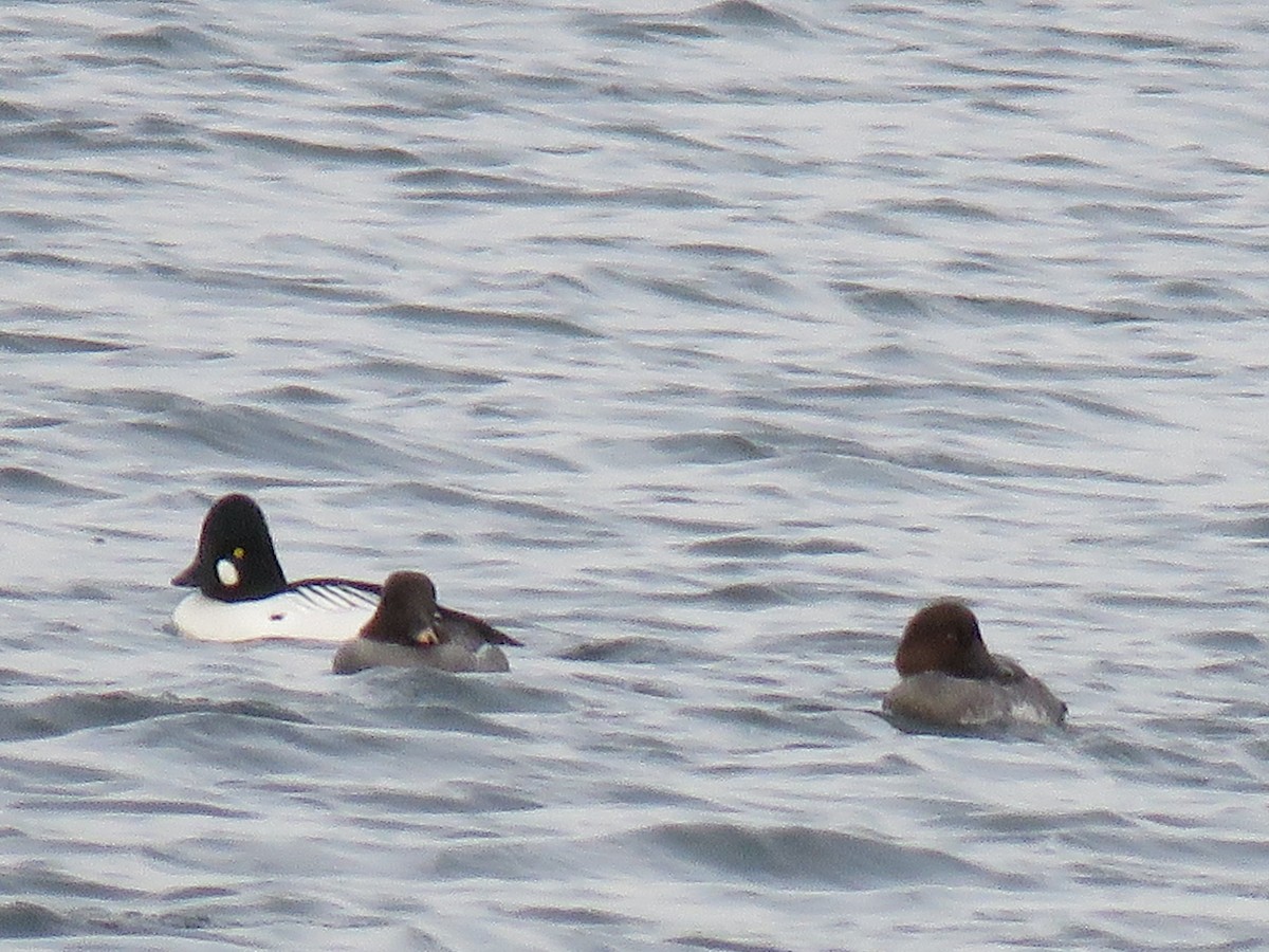 Common Goldeneye - ML137464161