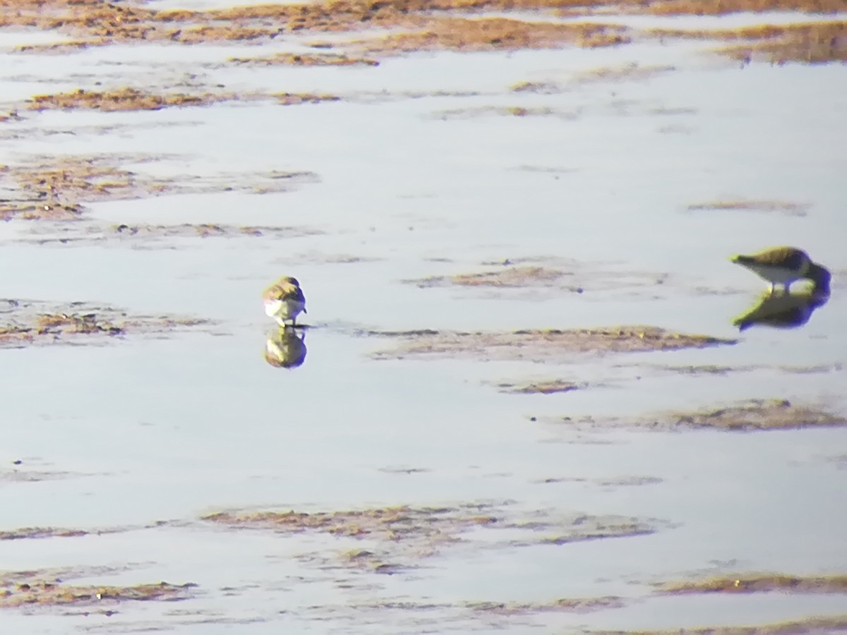 Dunlin - Nelson Conceição