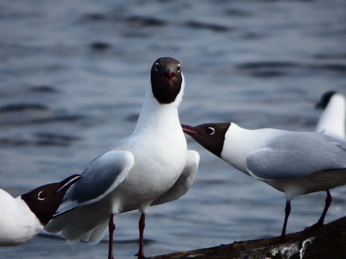 Black-headed Gull - Taylor Abbott