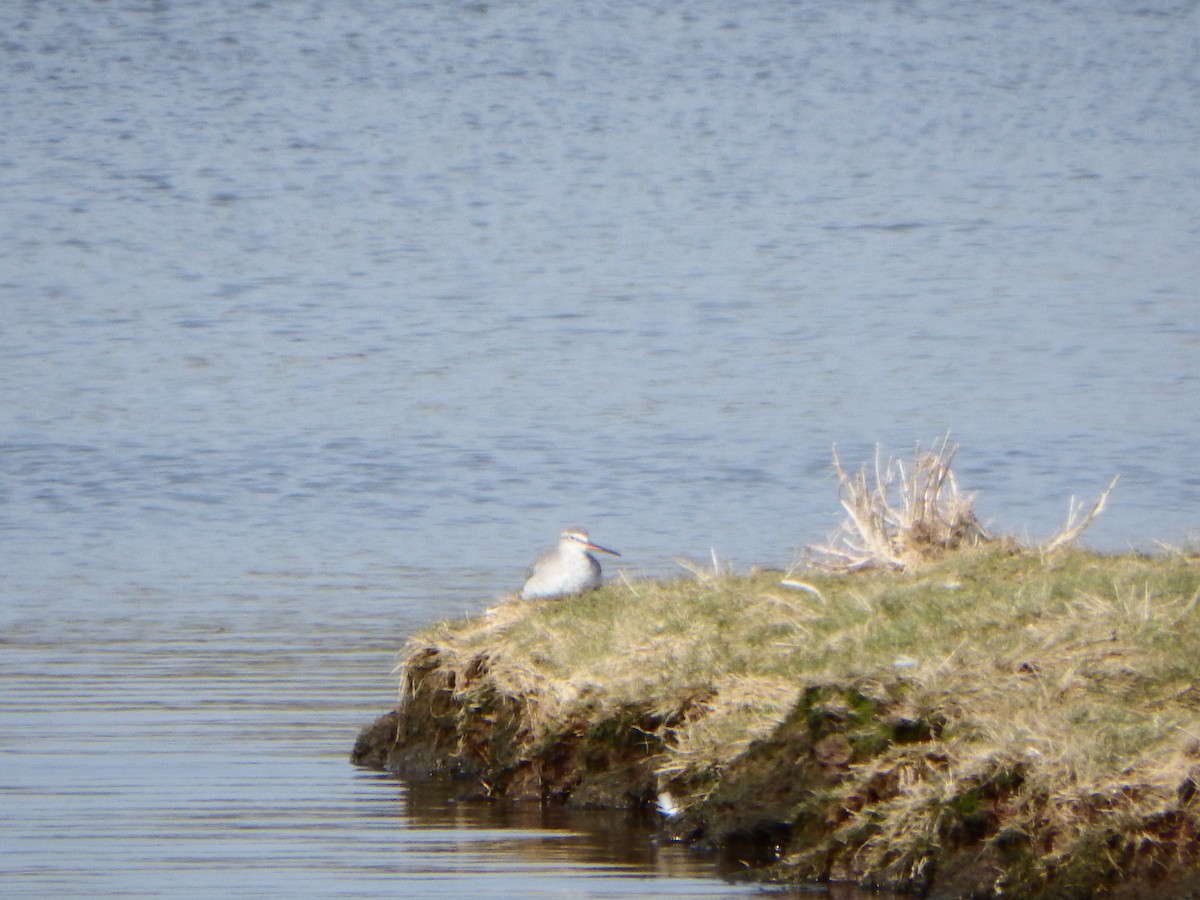 Dunkelwasserläufer - ML137467071